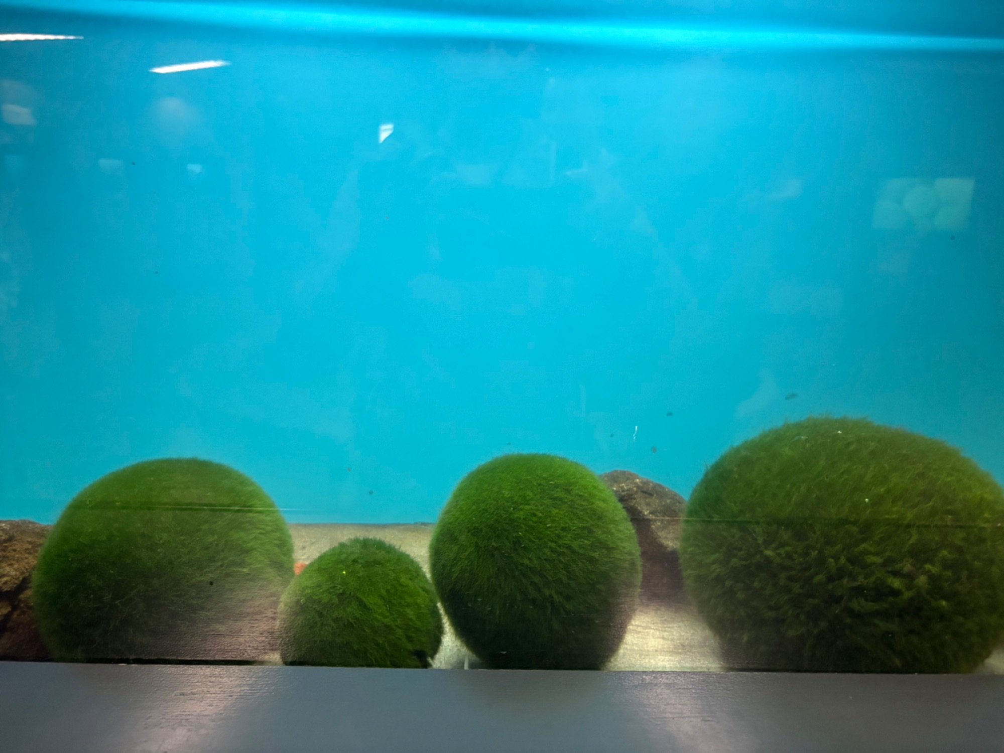 lake akan, birthplace of the marimo
