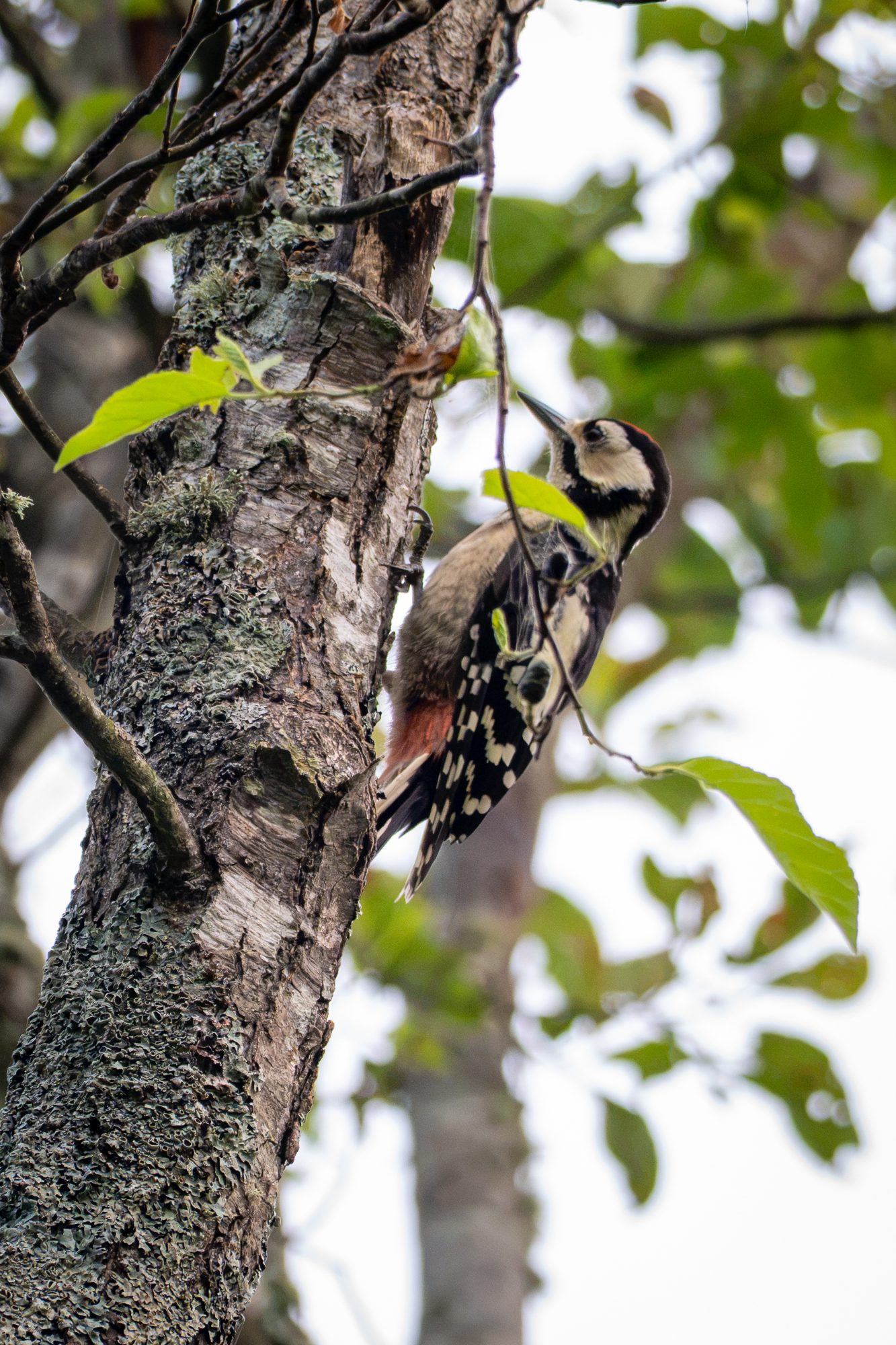 Great Spotted WoodpeckerJapanese: アカゲラ (akagera), kanji 赤啄木鳥 — literally "red woodpecker." Scientific: Dendrocopos major japonicusThis one is juvenile so not sure if it is male or female.
